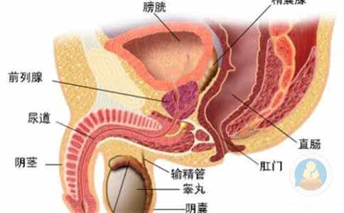 导致男性前列腺炎的原因是什么