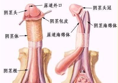 阴茎延长的好处有哪些